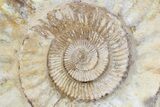Monster, Jurassic Ammonite Fossil - Madagascar #74849-2